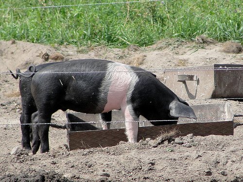 Freilichtmuseum Domäne Dahlem, Deutsches Sattelschwein