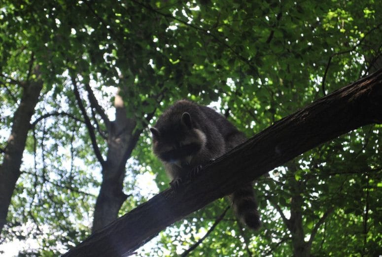 Tierpark Eberswalde Brandenburg Waschbär