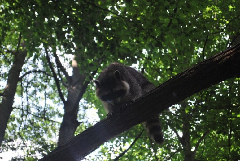 Tierpark Eberswalde Brandenburg Waschbär