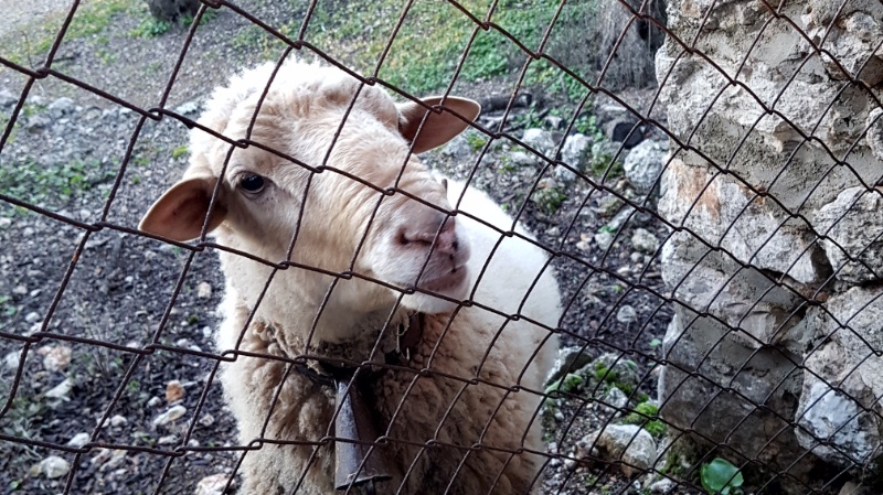 Das weiße mallorquinische Schaf