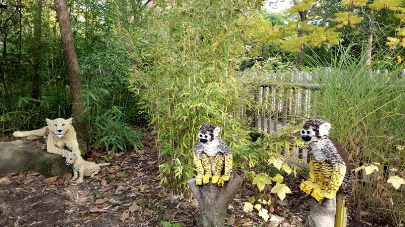 Die Affen rasen durch den Wald...