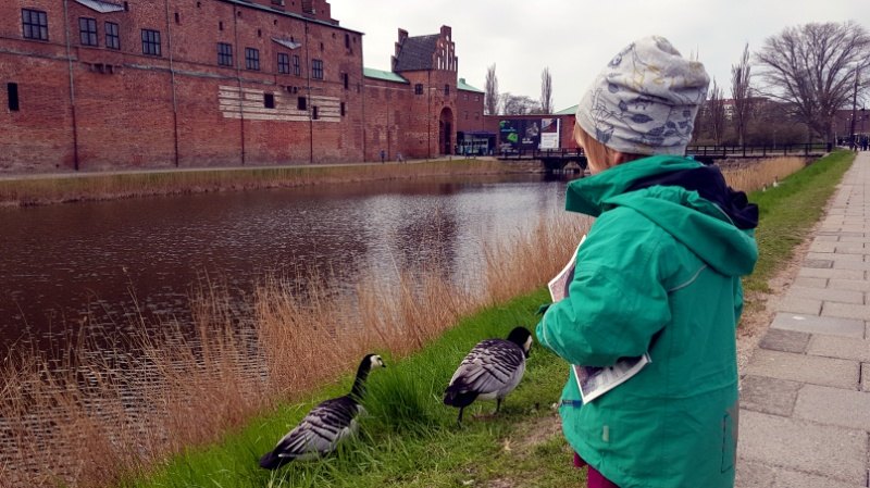 Die Schlossenten (oder -gänse?) am Malmöhus Slott