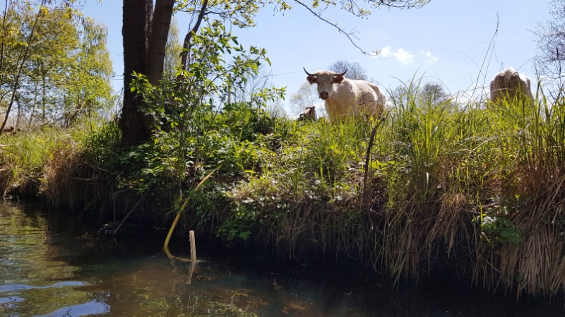 Tiete im Spreewald