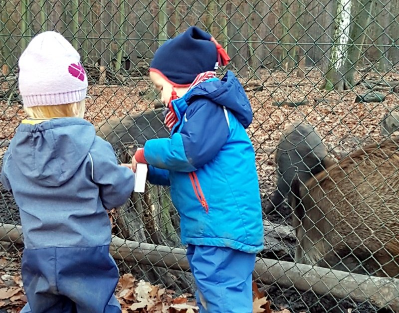 Wildscheine füttern macht Kindern Spaß, aber die Finger dürfen nicht durch den Zaun