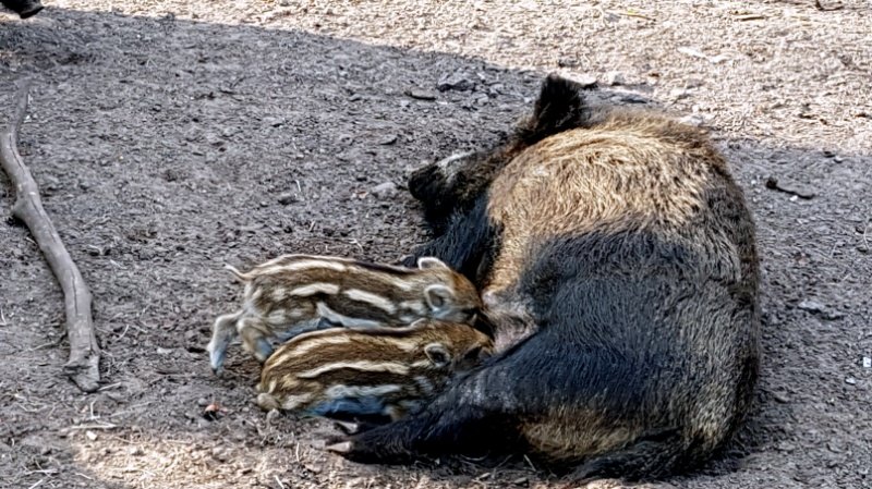 Im Frühling bekommt die Wildschreinrotte Zuwachs