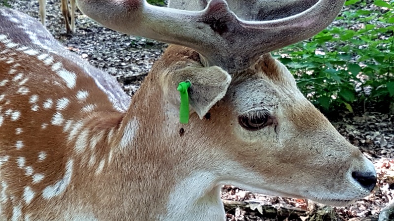 Damwild, Wildtiergehege Tegeler See