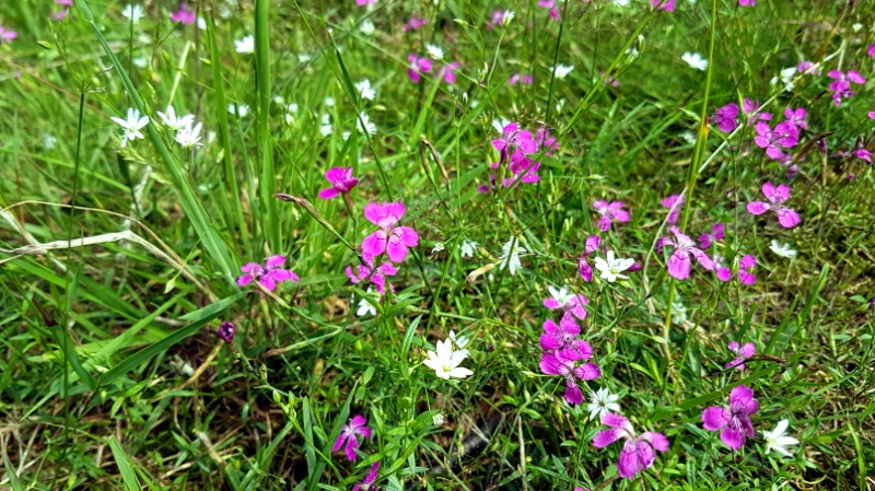 Streuobstwiese, Gerlachwiese im Tegeler Forst