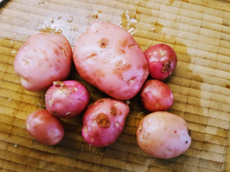 Kartoffeln im Garten ernten