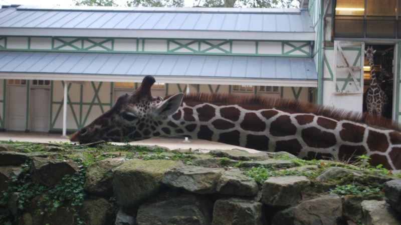 Artis Zoo, Amsterdam, Netherlands, Niederlande, Holland, Reien mit Kindern, Citytrip, Giraffe