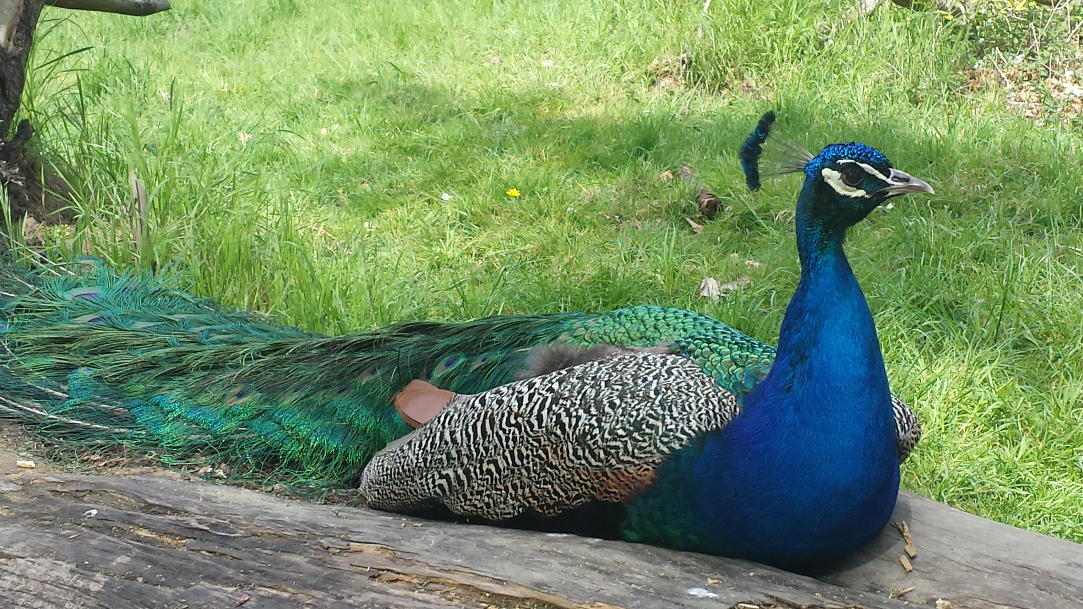 Pfaueninsel, peacockisland, berlin, wannsee, havel, deutschland, germany, pfau, insel, ausflugstip mit kindern unterwegs